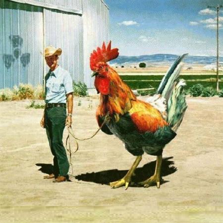 quel poule